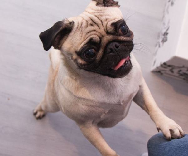 巴哥犬飼養技巧