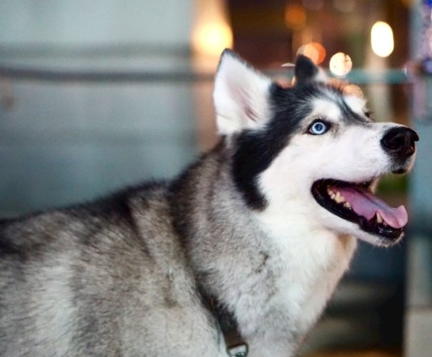 哈士奇饲养难度 哈士奇饲养难度