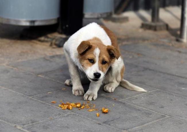 狗狗嘔吐處理 狗狗嘔吐處理
