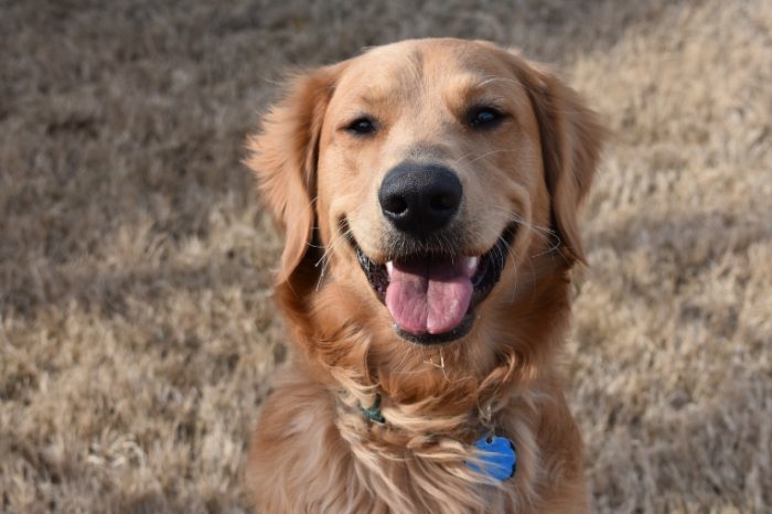 黃金獵犬飼養問題 黃金獵犬飼養問題