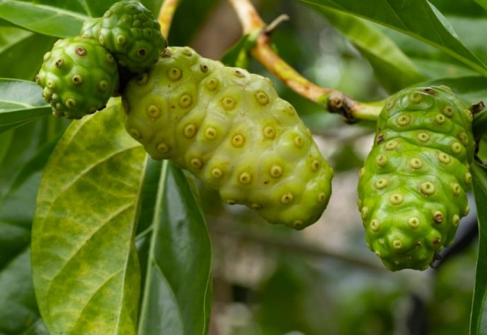 神奇諾麗功效 神奇諾麗功效