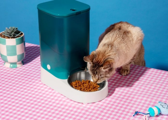 貓咪一天吃幾頓