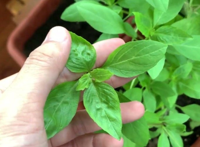 九層塔收成時機 九層塔收成時機