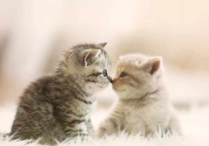 貓咪疾病症狀 貓咪疾病症狀