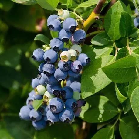 樹葡萄藍莓比較 樹葡萄藍莓比較