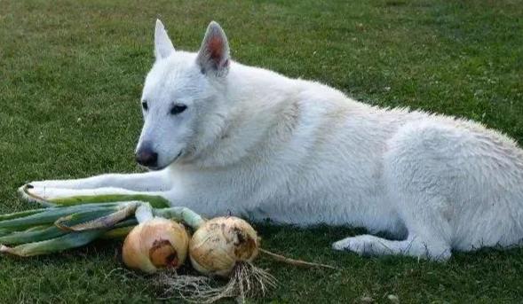 洋蔥對狗的影響 洋蔥對狗的影響