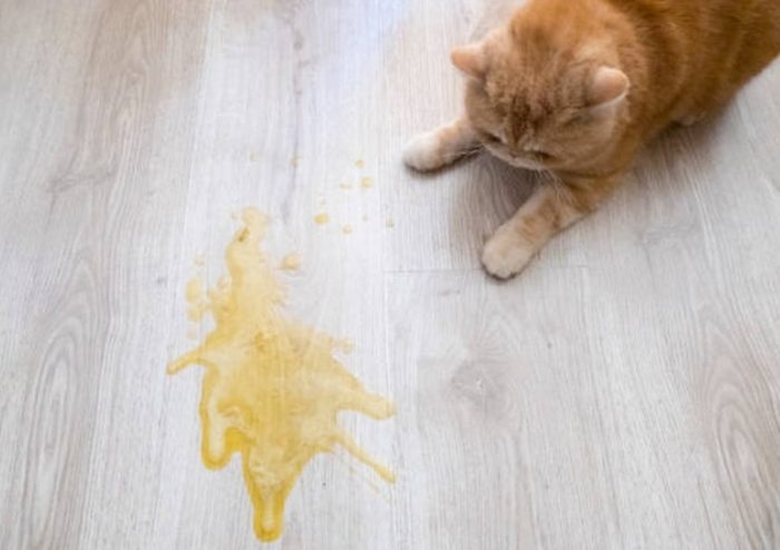 貓吐黃水 貓吐黃水