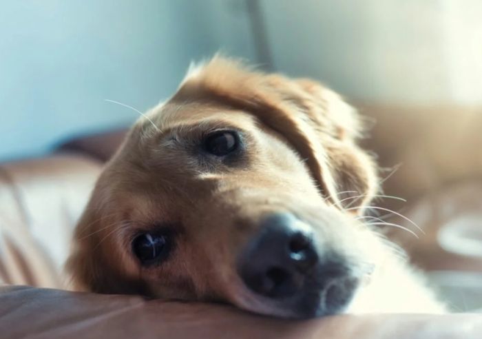 狗狗胰臟炎治療時間 狗狗胰臟炎治療時間