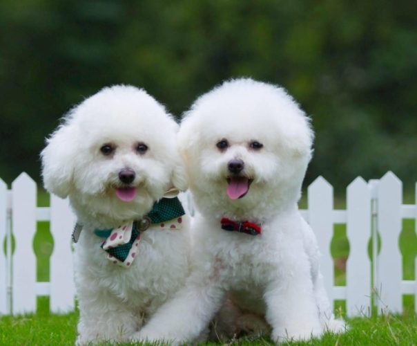 寵物毛髮營養補充 寵物毛髮營養補充