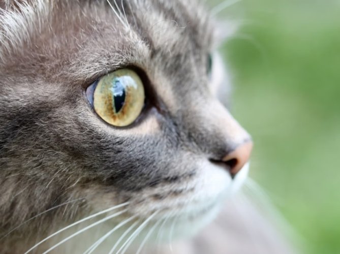 貓咪眼疾治療 貓咪眼疾治療