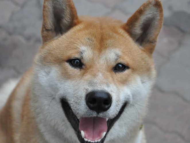 柴犬幾個月停止生長 柴犬幾個月停止生長