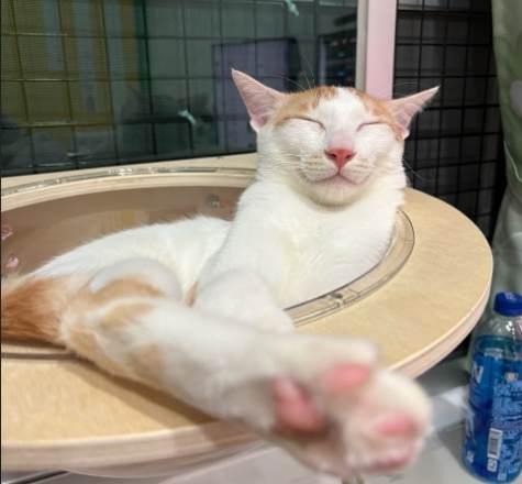 不適合養貓 不適合養貓