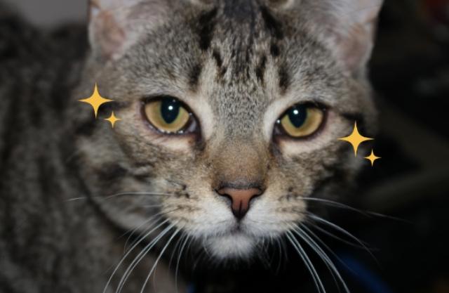 眼尾上提手術 眼尾上提手術