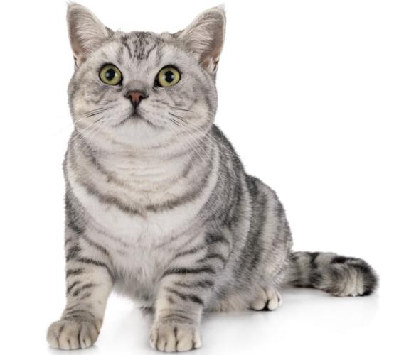 美國短毛貓虎斑