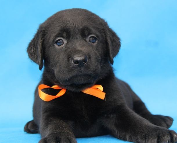 拉布拉多幼犬飼養