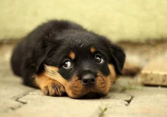 養狗注意事項 養狗注意事項