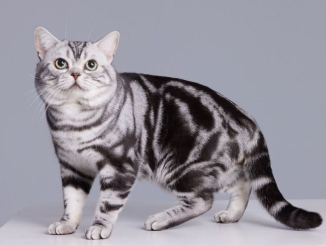 貓的特徵 貓的特徵