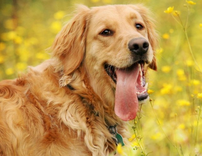 金毛尋回犬品種 金毛尋回犬品種