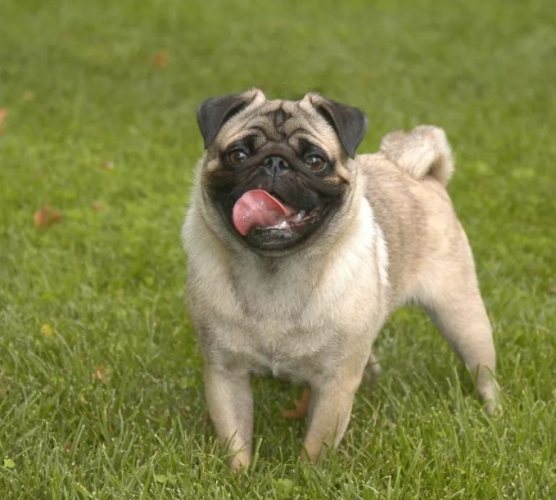 領養巴哥犬注意事項