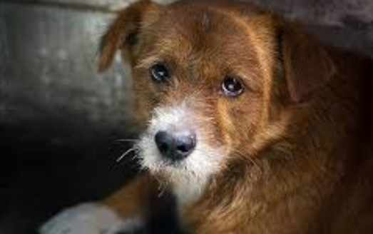 流浪狗領養流程 流浪狗領養流程