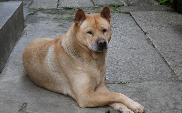 黃色土狗飼養 黃色土狗飼養