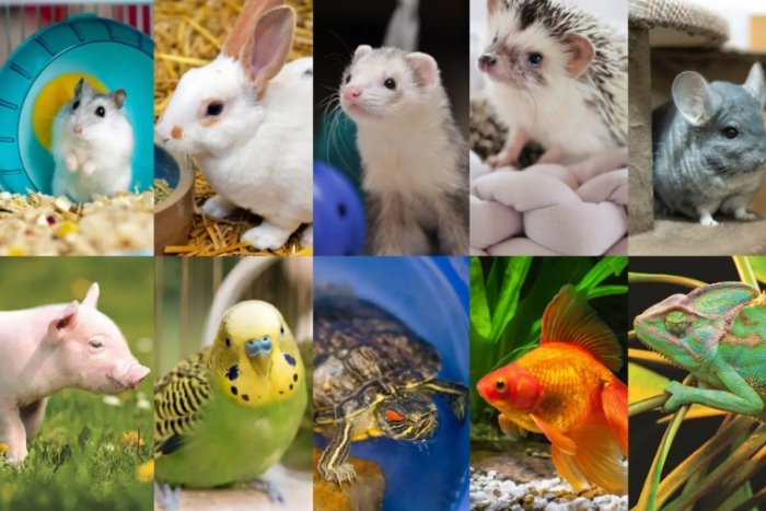 飼養指南 飼養指南