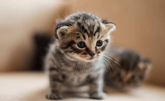 小貓斷奶時間 小貓斷奶時間