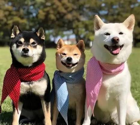 柴犬飼養成本 柴犬飼養成本