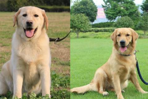 家庭犬选择 家庭犬选择