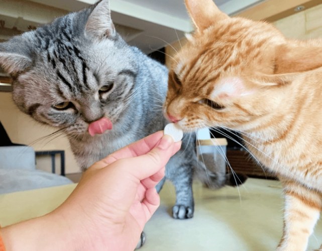 貓咪幾歲開始補充營養