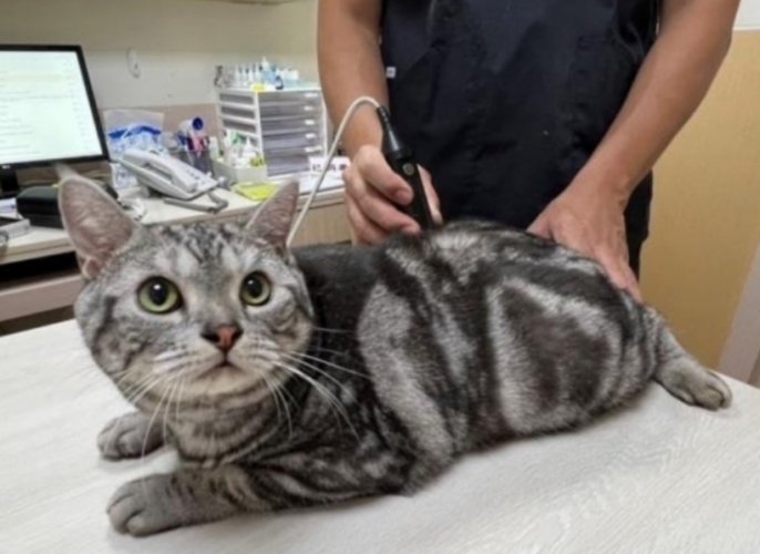 針灸治療貓咪成本 針灸治療貓咪成本