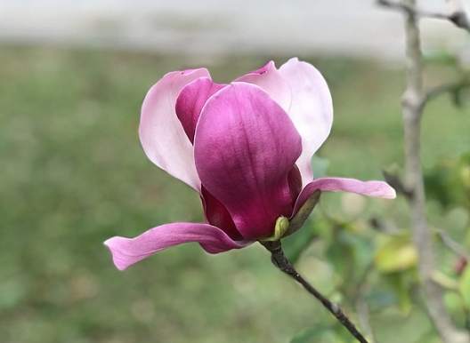 玉蘭花象徵意義 玉蘭花象徵意義