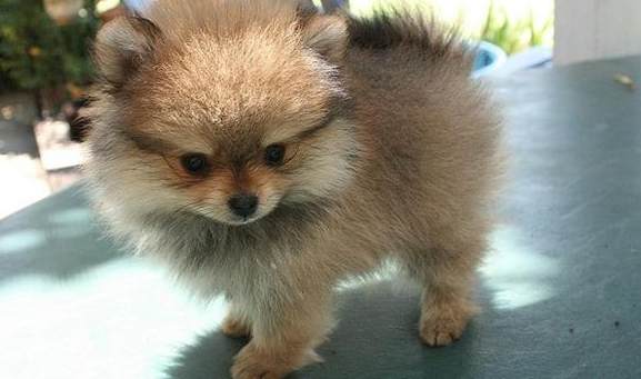 狗狗肺積水預後