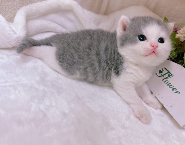 曼赤肯貓行為特點 曼赤肯貓行為特點