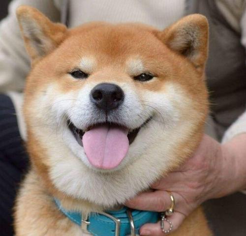 柴犬飼養成本 柴犬飼養成本