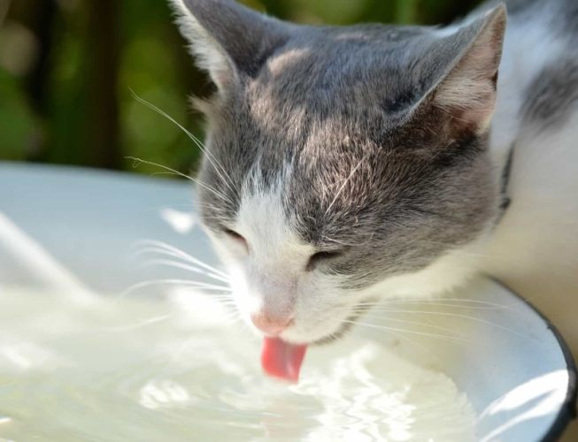 貓咪新手飼養 貓咪新手飼養