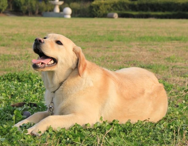 拉布拉多平均寿命 拉布拉多平均寿命