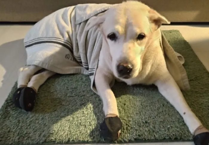 公狗結紮副作用 公狗結紮副作用