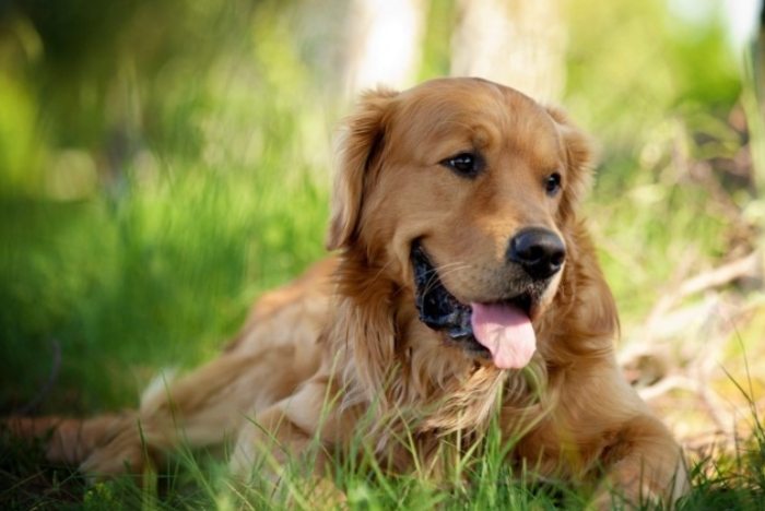 黃金獵犬健康照顧 黃金獵犬健康照顧