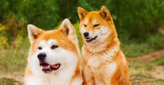 日本犬種遺傳 日本犬種遺傳