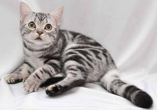 美國短毛貓飼養費用 美國短毛貓飼養費用