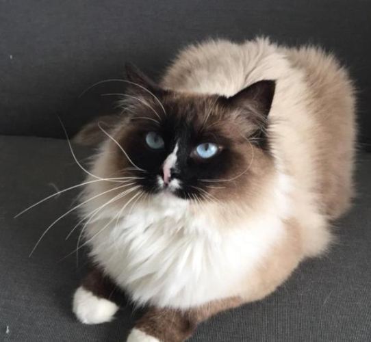 布偶貓毛色護理 布偶貓毛色護理