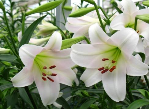 百合种植注意事项 百合种植注意事项