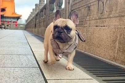 法國鬥牛犬成年照顧 法國鬥牛犬成年照顧