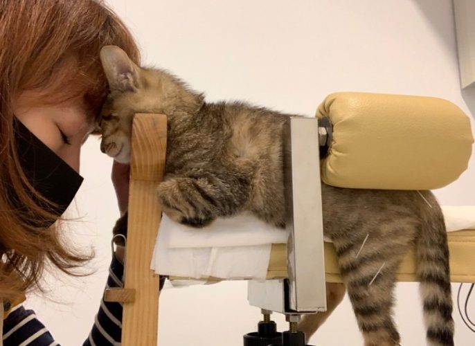 貓針灸價格 貓針灸價格