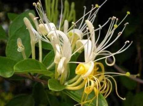 金銀花使用注意事項 金銀花使用注意事項