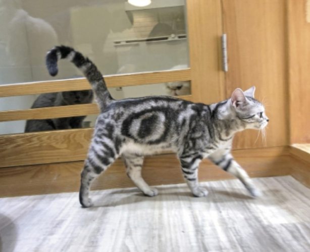 貓咪搖尾巴意思 貓咪搖尾巴意思