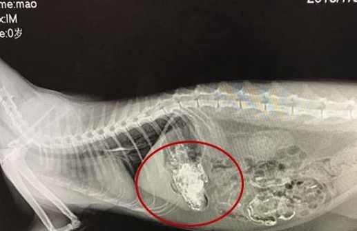 毛球症怎麼辦？貓咪毛球症完整指南：症狀、預防與治療一次看懂