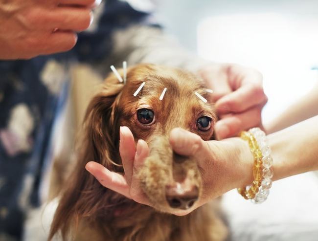 狗針灸不良反應 狗針灸不良反應