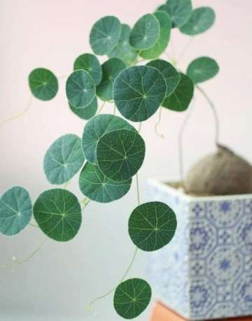 一葉龜養護 一葉龜養護